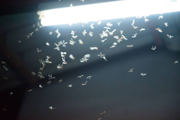 istock moth flying in the fire ,the neon light in night time, it's raining time. 1169141276