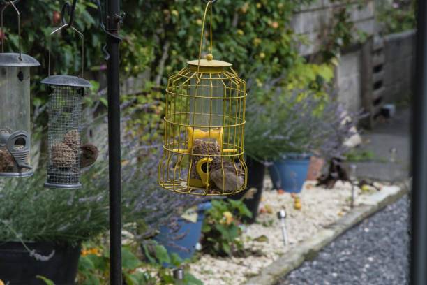 istock Young sparrow in bird feeder 1169141509
