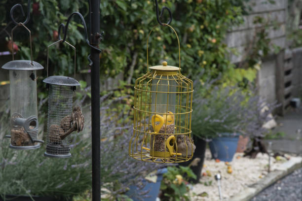 istock Young sparrow in bird feeder 1169141635