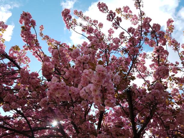 istock pink cherry blossom flower petals in tree blooming 1169141672