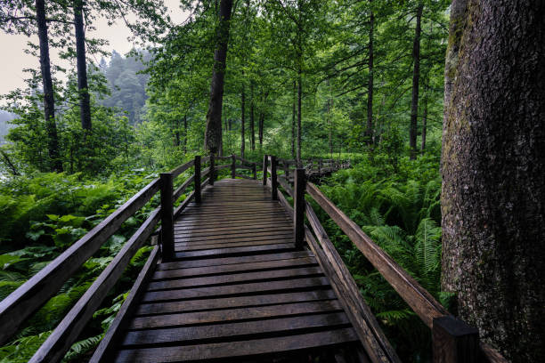 istock Bridge in the fern 1169142856
