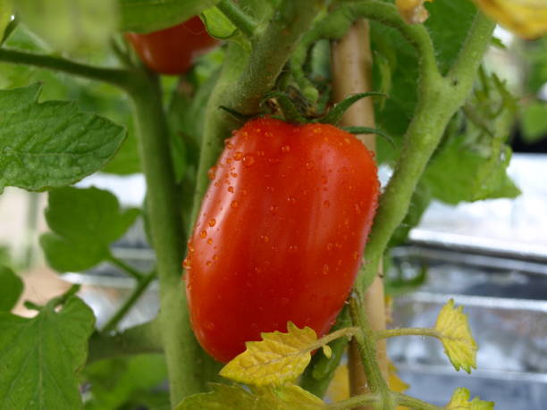 산 마르자노 토마토 - san marzano tomato 뉴스 사진 이미지