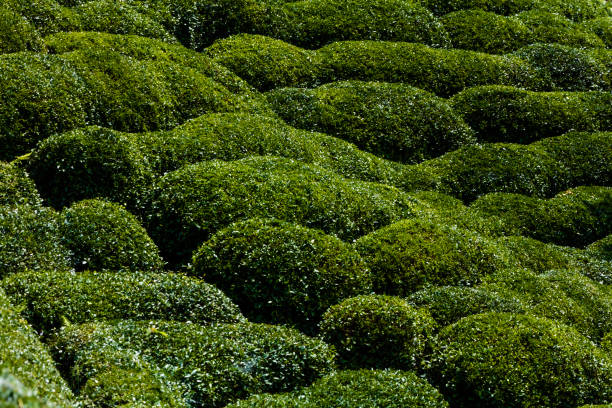 istock Tea Gardens Of Rize 1169142980