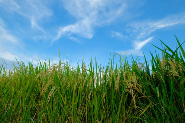 istock Grain that is ready to be harvested 1169143172