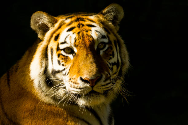 istock Amur/Siberian Tiger sitting in sunlight (Panthera tigris altaica) 1169143272
