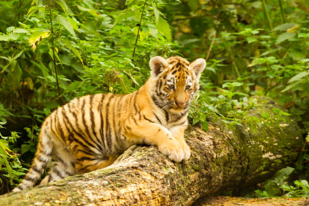 istock Amur/Siberian Tiger Cub on a Tree (Panthera tigris altaica) 1169143299