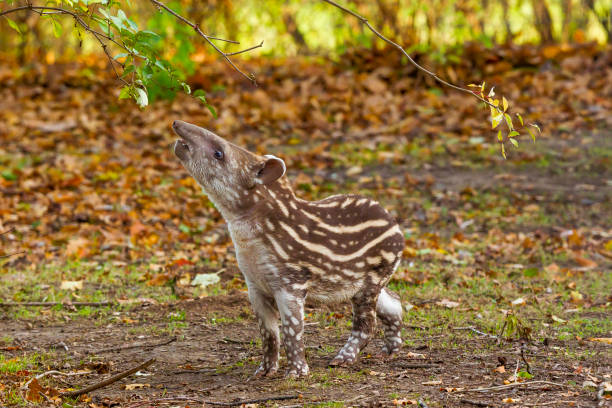 tapir sudamericano o becerro tapir brasileño (tapirus terrestris) de pie bajo un árbol - tapir fotografías e imágenes de stock