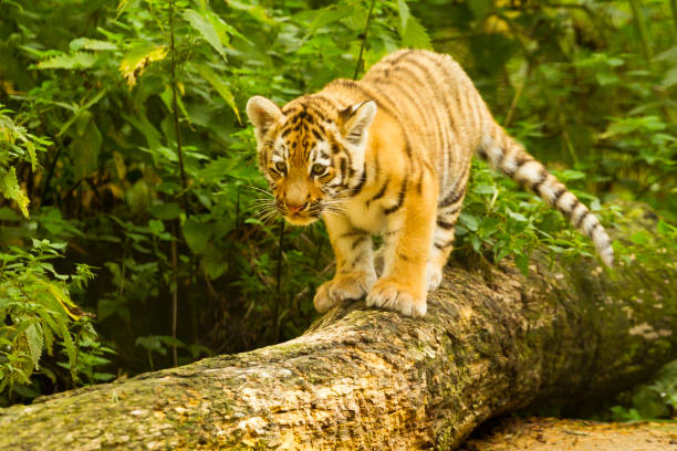 istock Amur/Siberian Tiger Cub walking along a fallen Tree (Panthera tigris altaica) 1169143834
