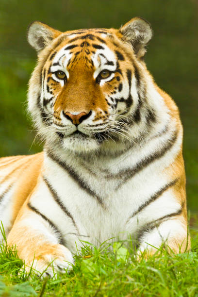 istock Amur/Siberian Tiger sitting down (Panthera tigris altaica) 1169143835