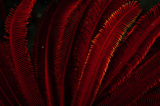 acquario tropicale, acque tropicali mare anemone macro tentacoli ravvicinati - rough waters foto e immagini stock