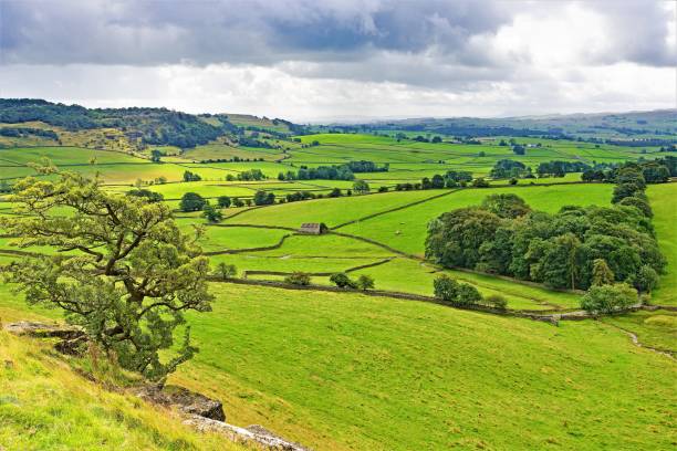 istock Isolated tree by the pathway to the Norber erratics, Yorkshire Dales, England 1169144455