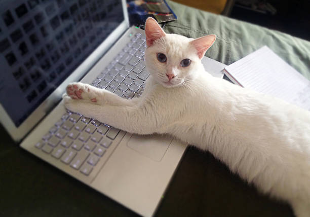 istock White cat sitting on a laptop 1169145213