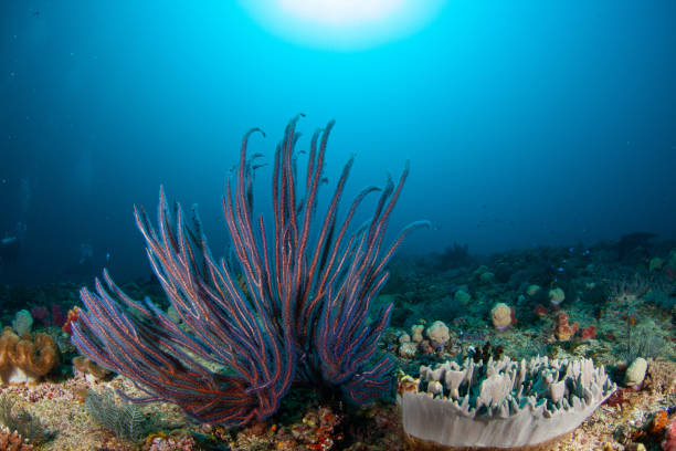acquario tropicale, acque tropicali mare anemone macro tentacoli ravvicinati - rough waters foto e immagini stock