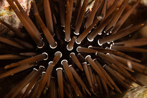 Tropical aquarium, tropical waters sea anemone macro close up tentacles underwater