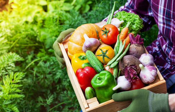 farmer holds in hands wooden box with autumn crop of organic vegetables against backyard background. - gardens imagens e fotografias de stock