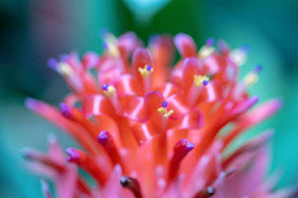 istock Selective focus Bromeliad (Vriesea) tropical plant. Close up of red Bromeliad flower or Aechmea in a garden. 1169146048