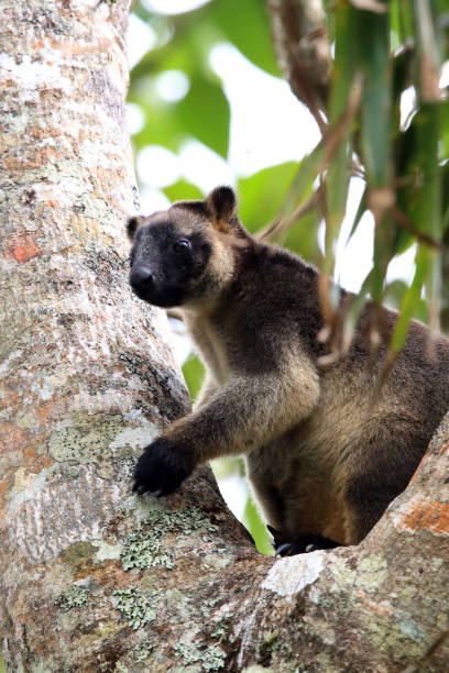 istock A Lumholtz's tree-kangaroo (Dendrolagus lumholtzi) rests high in a tree in a dry forest  Queensland, 1169146808