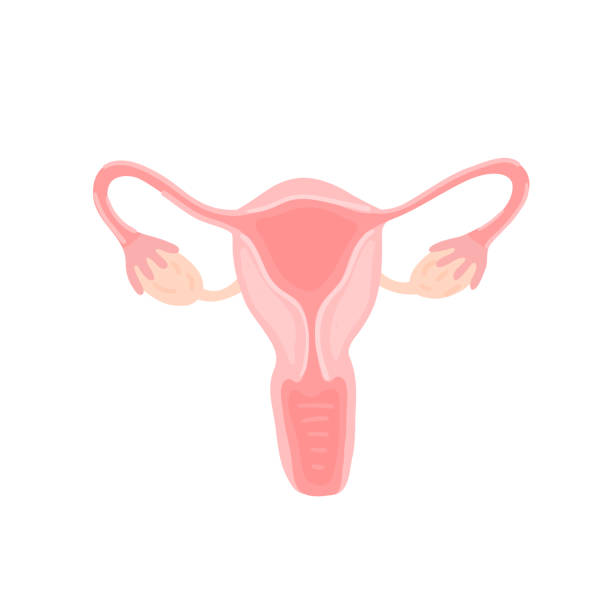 Female reproductive system. Anatomy. Gynecology. Woman health. Hand drawn flat style Female reproductive system. Anatomy. Gynecology. Woman health. Hand drawn flat style. It can be used for packaging design of women's pads, medical posters, brochures, advertisements. Vector, eps10 uterus stock illustrations