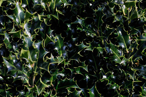 A dark prickly background made up of leaves on a holly bush (Ilex aquifolium). Holly trees are often referred to as bushes, and they are frequently part of the understorey in an English wood. Their striking dark green colour and hardy nature make them a favourite seasonal subject for Christmas time.