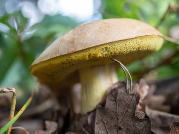 feche acima da imagem de um cogumelo da floresta - mushrooms of the northwest - fotografias e filmes do acervo