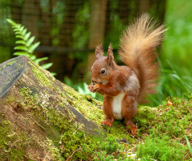 istock Red squirrel photography 1169153639