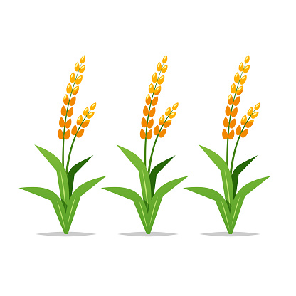 Small Rice Plant Cartoon Cartoon Rice Plants Vector Isolated Illustration Stock Illustration ...