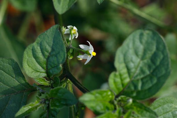 Black nightshade Solanum nigrum white wildflower Black nightshade (Solanum nigrum) is a white flowering wildflower found in parts of the UK, including here in Surrey. Although smaller, the flower is very similar to that of its close relative, the potato. The plant bears black berries, hence its name. solanum nigrum stock pictures, royalty-free photos & images