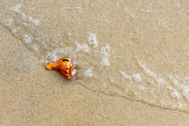 istock Sea shell in sand on beach with sea waves (motion blur) 1169157723