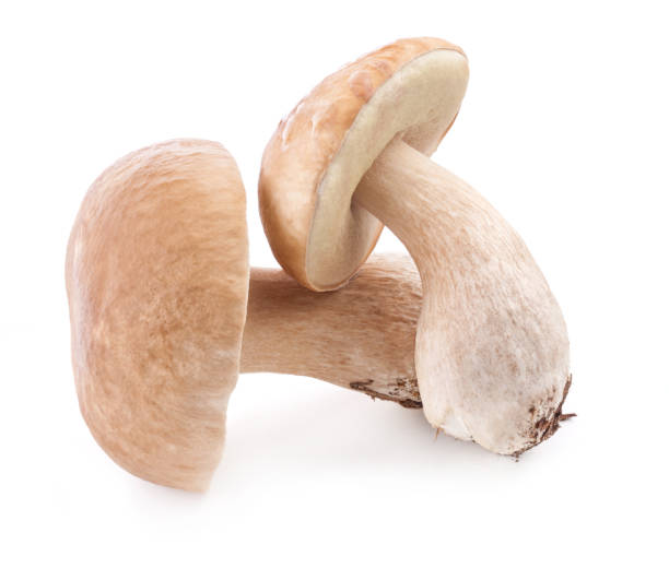 istock Boletus edulis mushrooms isolated on white background 1169157784
