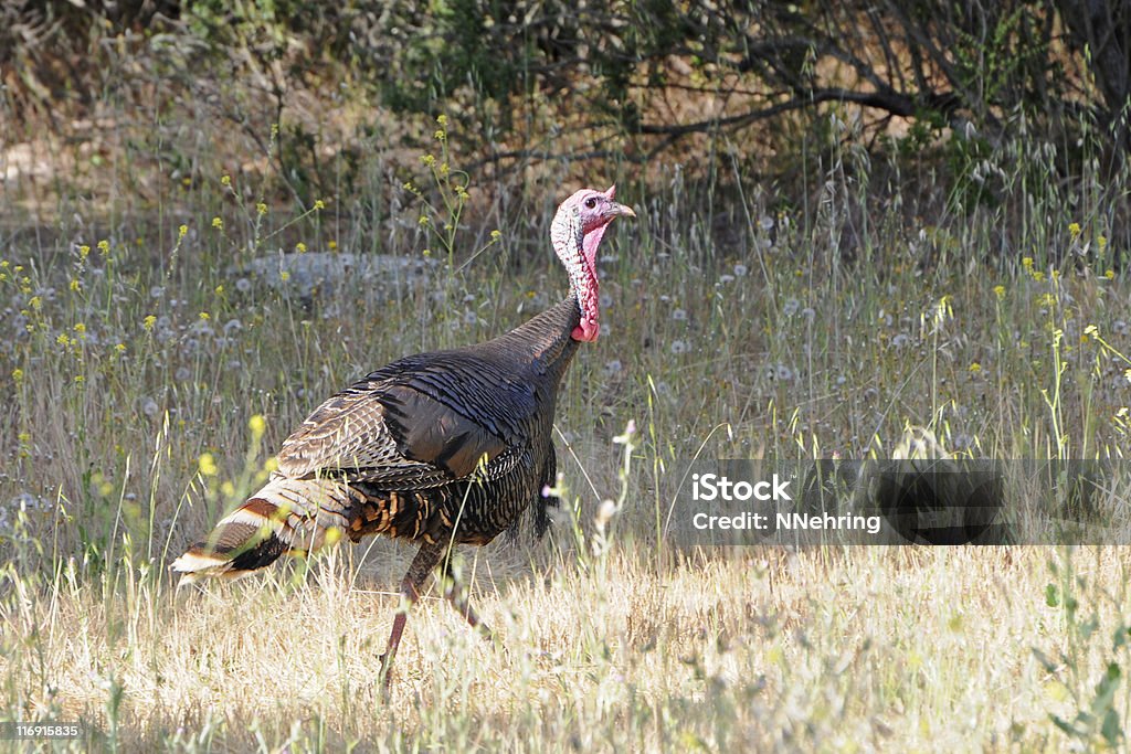 Wild turkey, Meleagris gallopavo - Royalty-free Peru selvagem Foto de stock