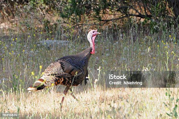 Wild Turkey Meleagris Gallopavo - Fotografias de stock e mais imagens de Peru selvagem - Peru selvagem, Andar, Animal