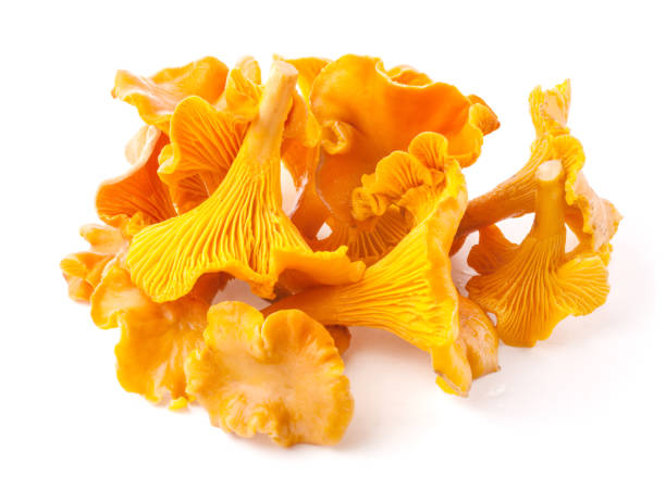 Edible wild mushroom chanterelle (Cantharellus cibarius) isolated on white background Edible wild mushroom chanterelle (Cantharellus cibarius) isolated on white background chanterelle edible mushroom gourmet uncultivated stock pictures, royalty-free photos & images