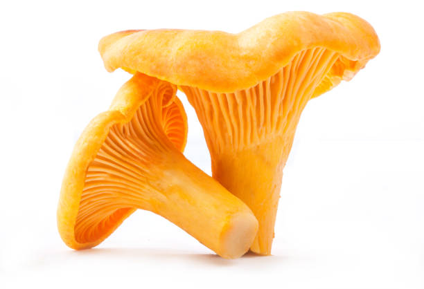 istock Edible wild mushroom chanterelle (Cantharellus cibarius) isolated on white background 1169159449