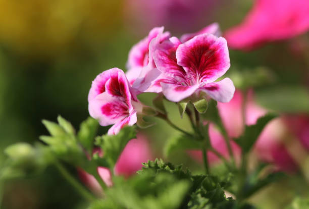 flor de geranio rosa de cerca - geranium flower pink leaf fotografías e imágenes de stock