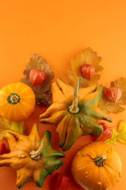 pumpkins set decorative and physalis on a bright orange background.Harvest pumpkin.Autumn vegetables