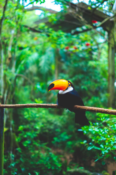 pássaro de toucan em uma árvore no parque nacional das quedas de iguazú - iguazú - fotografias e filmes do acervo