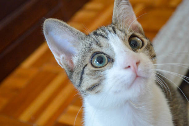 istock Kitten with big eyes looking at distance. 1169160293
