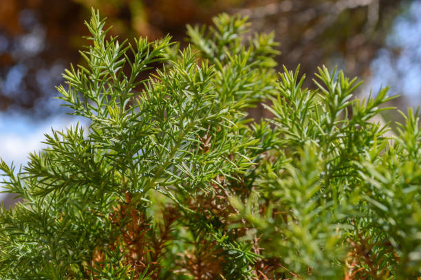 istock Macro shot of a pine tree needles. 1169160295