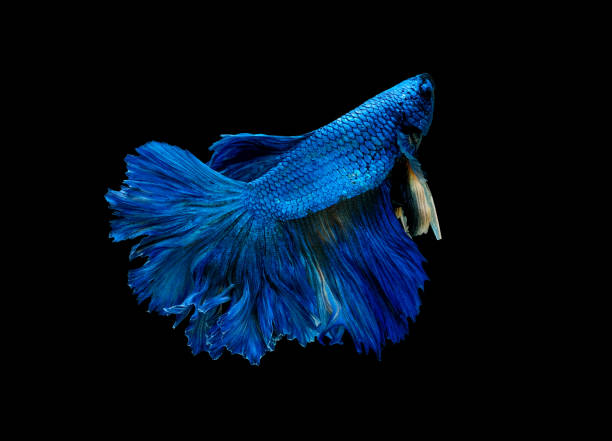 istock Blue betta fish, Siamese fighting fish was isolated on black background. Fish also action of turn head in different direction during swim 1169161753