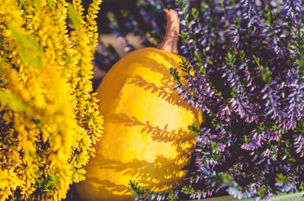 colorful pumpkin and plant decoration