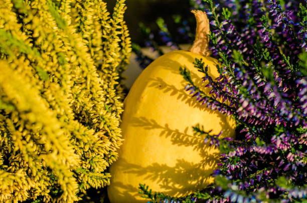 colorful pumpkin and plant decoration