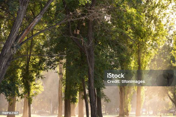 Sunlight Between The Trees In Padre Hurtado Park Formerly Known As Queens Intercommunal Park At The Queen District Santiago Stock Photo - Download Image Now