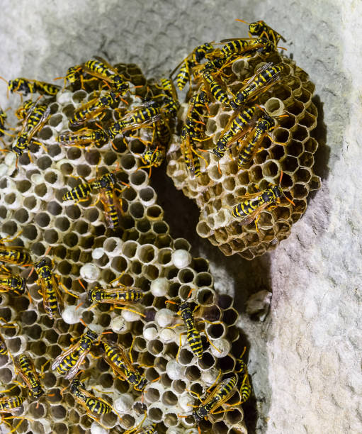 istock Wasps polist. Vespiary 1169163150
