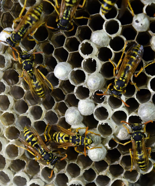istock Wasp nest with wasps sitting on it. 1169163200