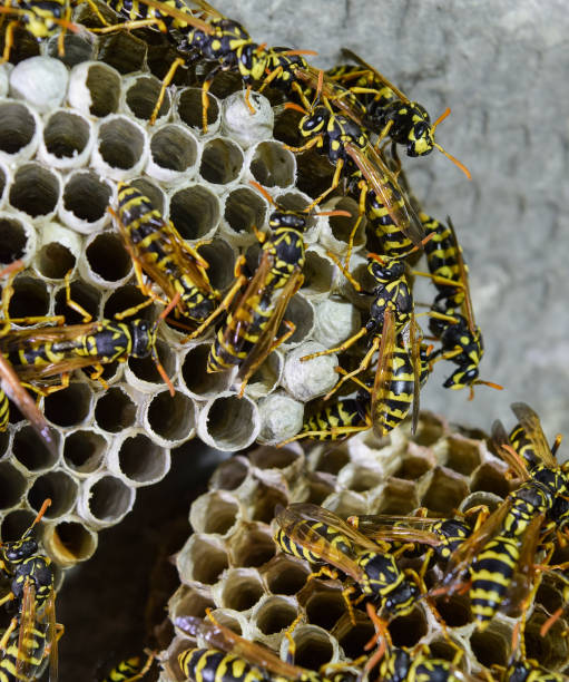 istock Vespiary. Wasps polist. 1169163204