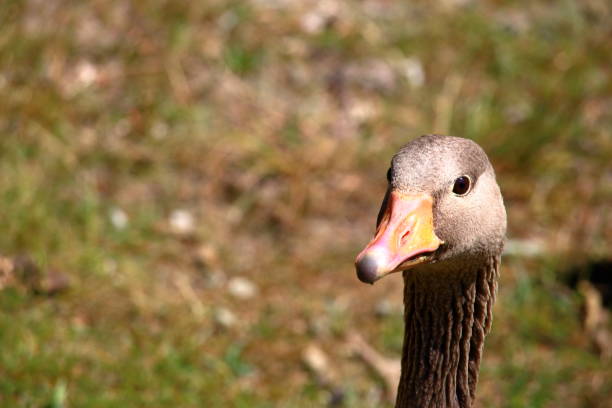 istock Goose head portrait 1169163234