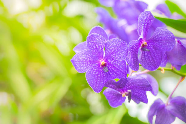 Violet Vanda orchid flowers blooming with blur background