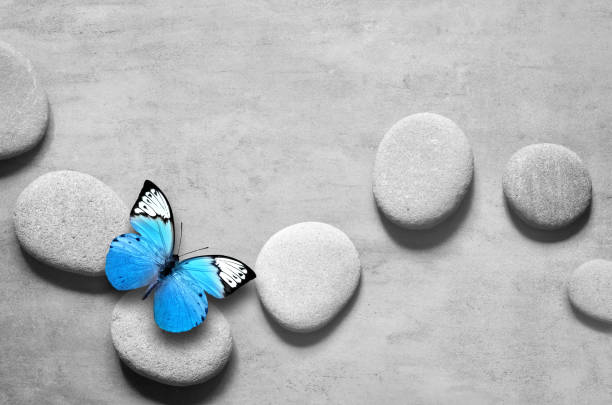 istock Flat lay composition with spa stones and butterfly on grey background. 1169163855