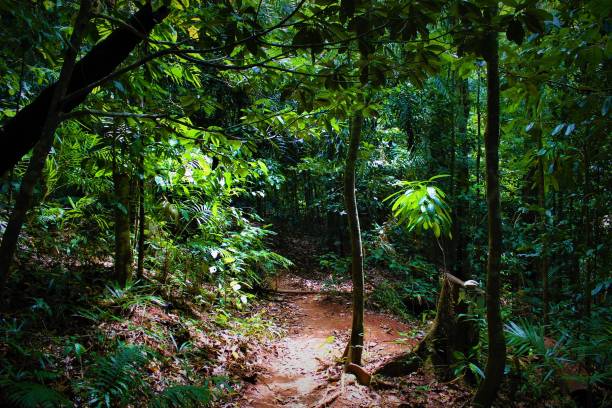 Daintree Rainforrest World oldest rainforrest mossman gorge stock pictures, royalty-free photos & images