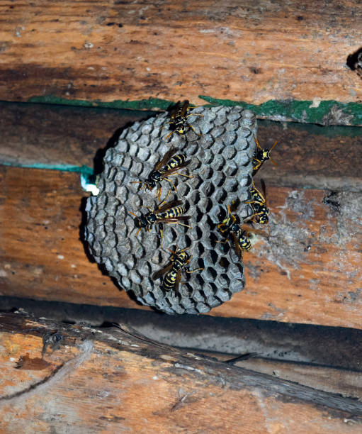 istock Wasps polist. Vespiary 1169164984